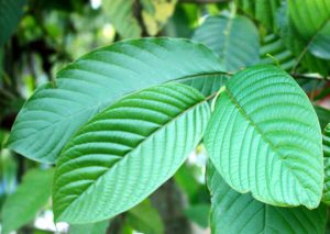 Kratom leaf, traditionally used in herbal teas for pain management.