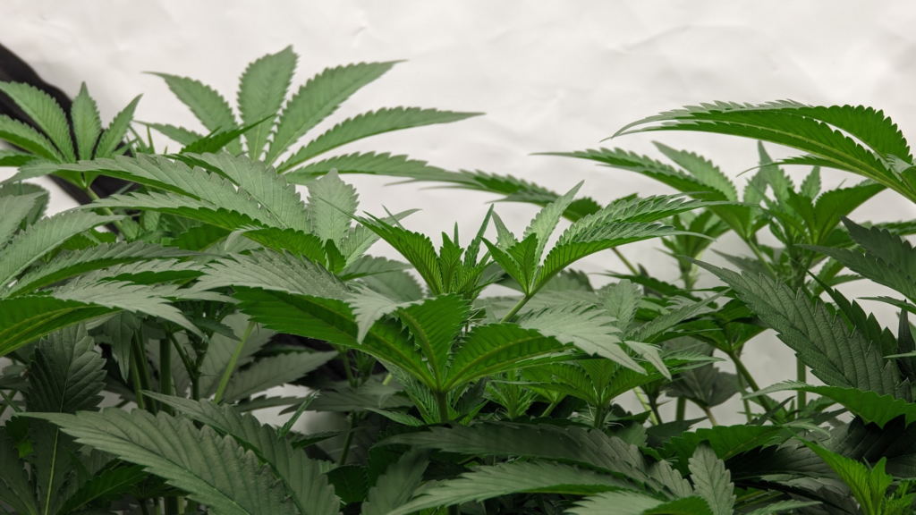 the right to grow cannabis at home is fundamental for adults in the UK.